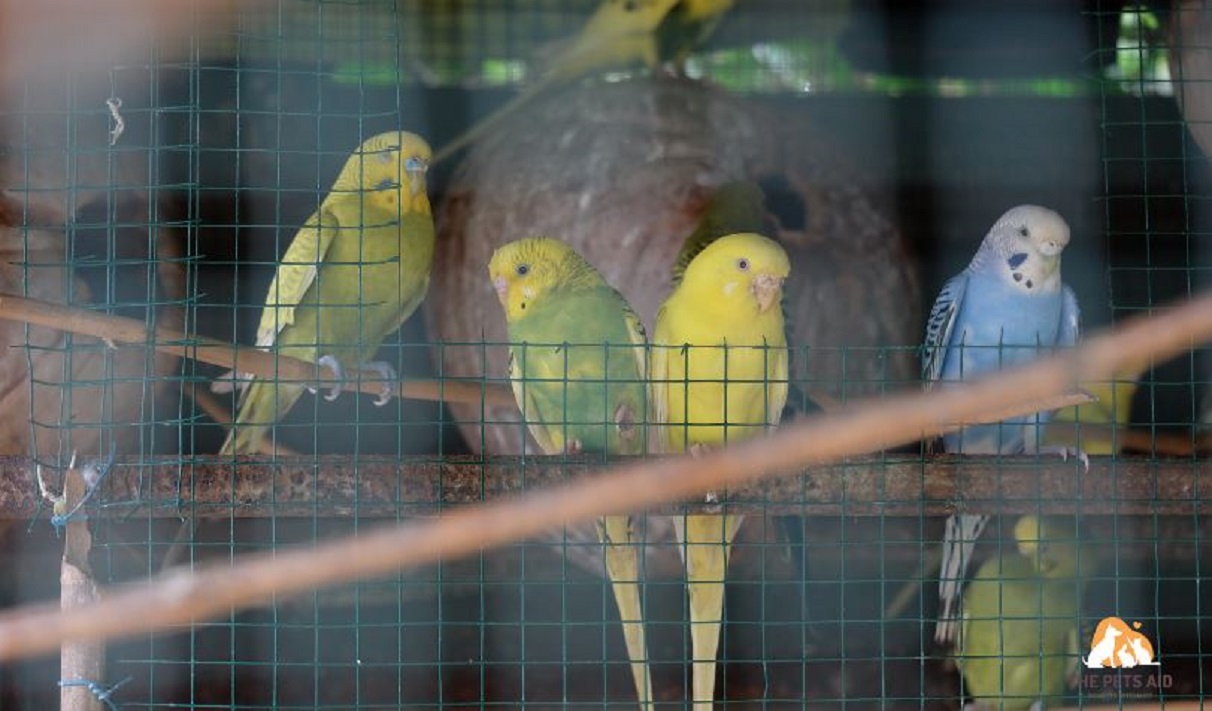 How Do I Keep My Budgie Happy